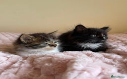 Maine Coon cats for sale: Maine Coon Cross Kittens  - Image 6