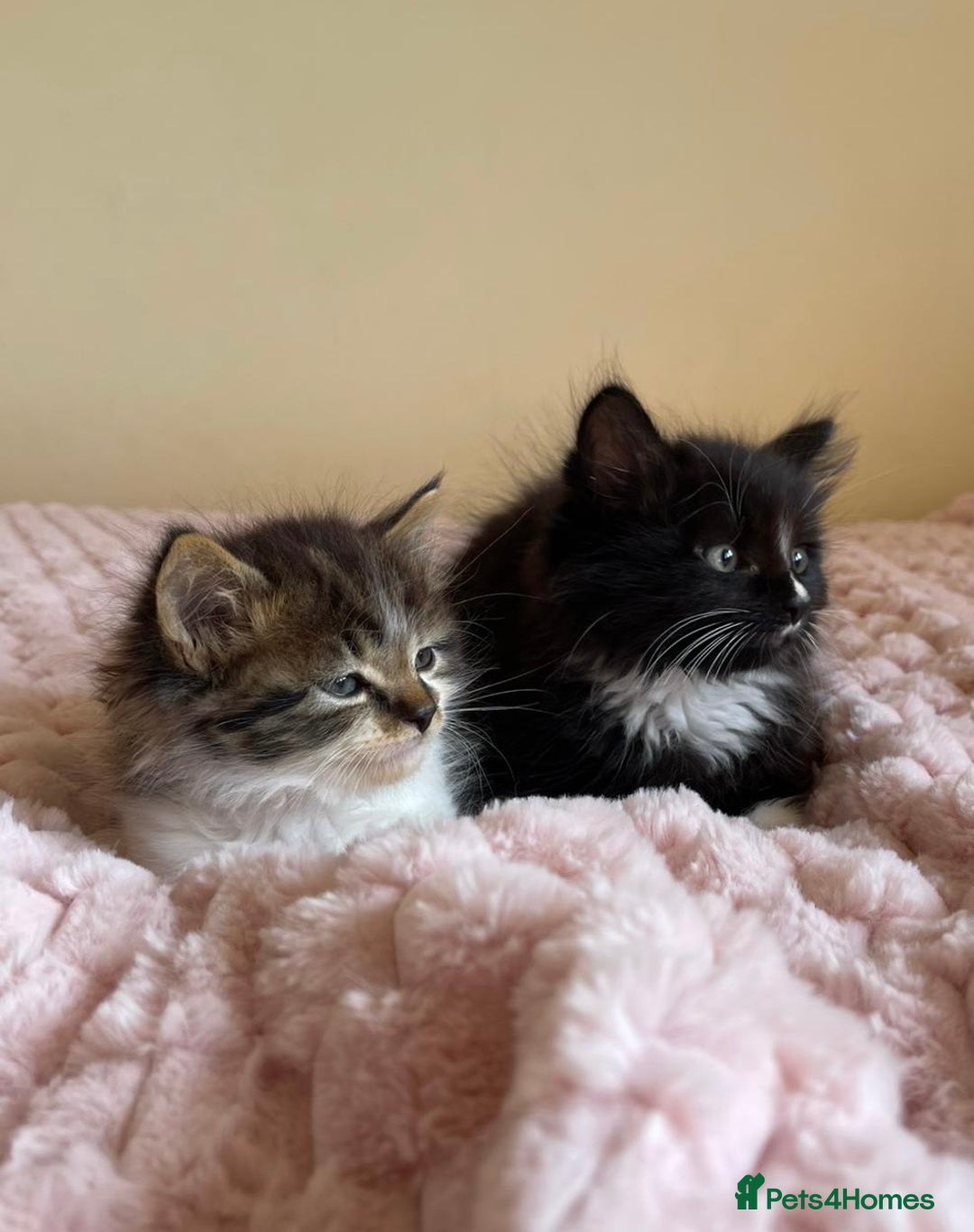 Maine Coon cats for sale: Maine Coon Cross Kittens  - Image 6