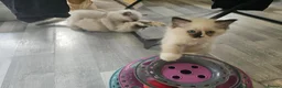 Ragdoll cats for sale: Beautiful Ragdoll kittens, full pedigree  - Advert 34