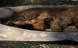 Mixed Breed dogs for sale: Mini/toy poodle puppies  - Image 2