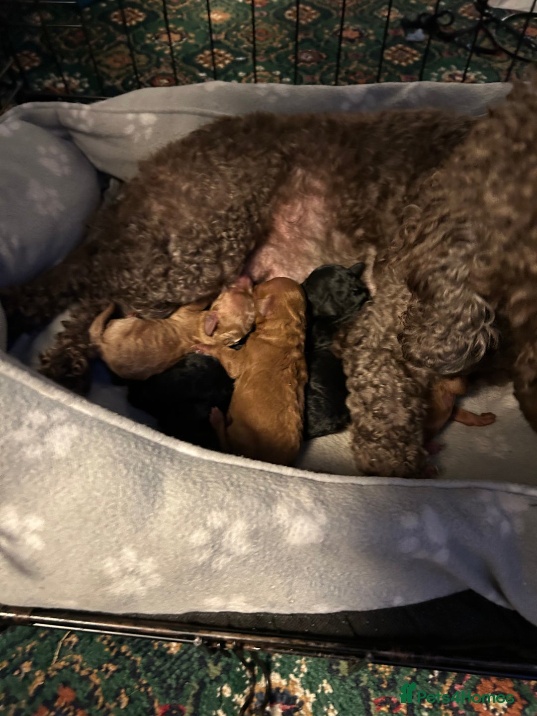 Mixed Breed dogs for sale: Mini/toy poodle puppies  - Image 2