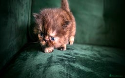 Persian cats for sale: Beautiful and Rare Purebred Persian Kittens - Image 8