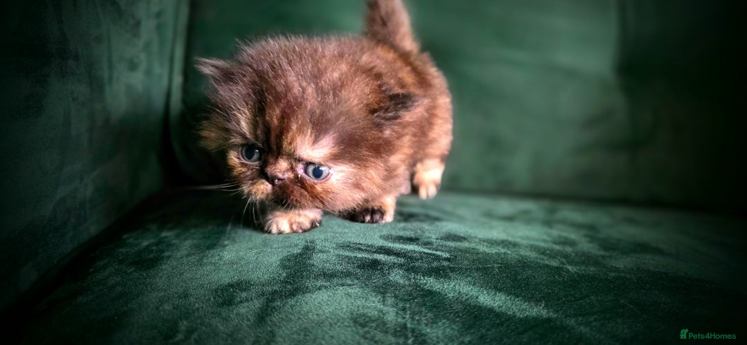 Persian cats for sale: Beautiful and Rare Purebred Persian Kittens - Image 8