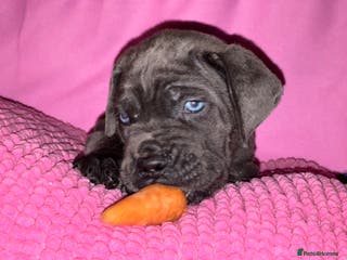 Cane Corso dogs Purebred Cane Corso FCI/IKC - Advert 3