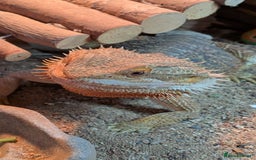 Dragon reptiles for sale: 4year old male dragon  - Image 1