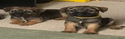 Border Terrier dogs for sale: Healthy Bundles of Border joy  - Advert 12