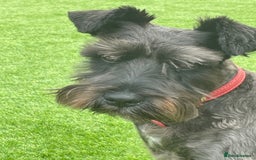 Miniature Schnauzer dogs for sale: Frank - Image 4