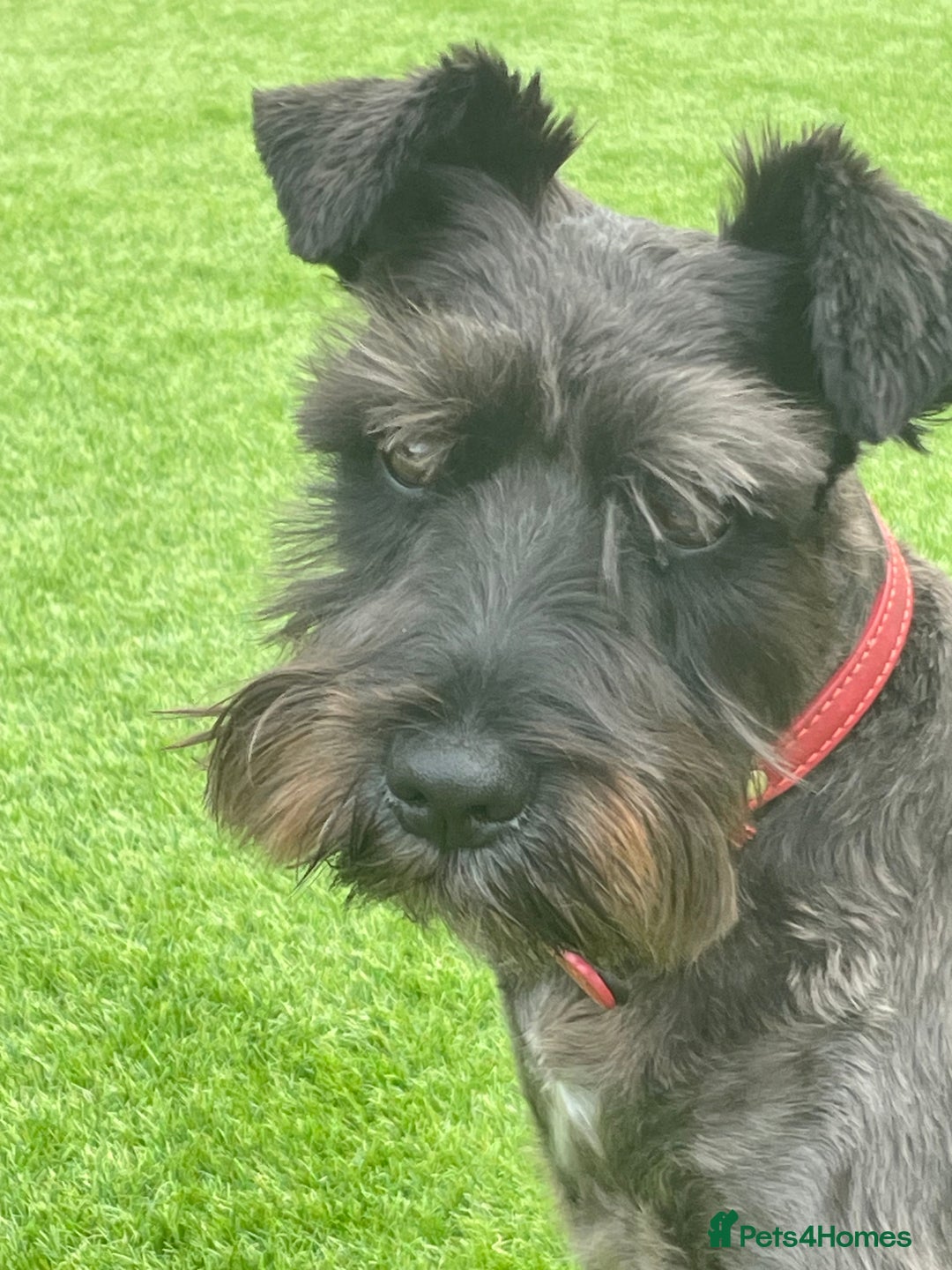 Miniature Schnauzer dogs for sale: Frank - Image 4