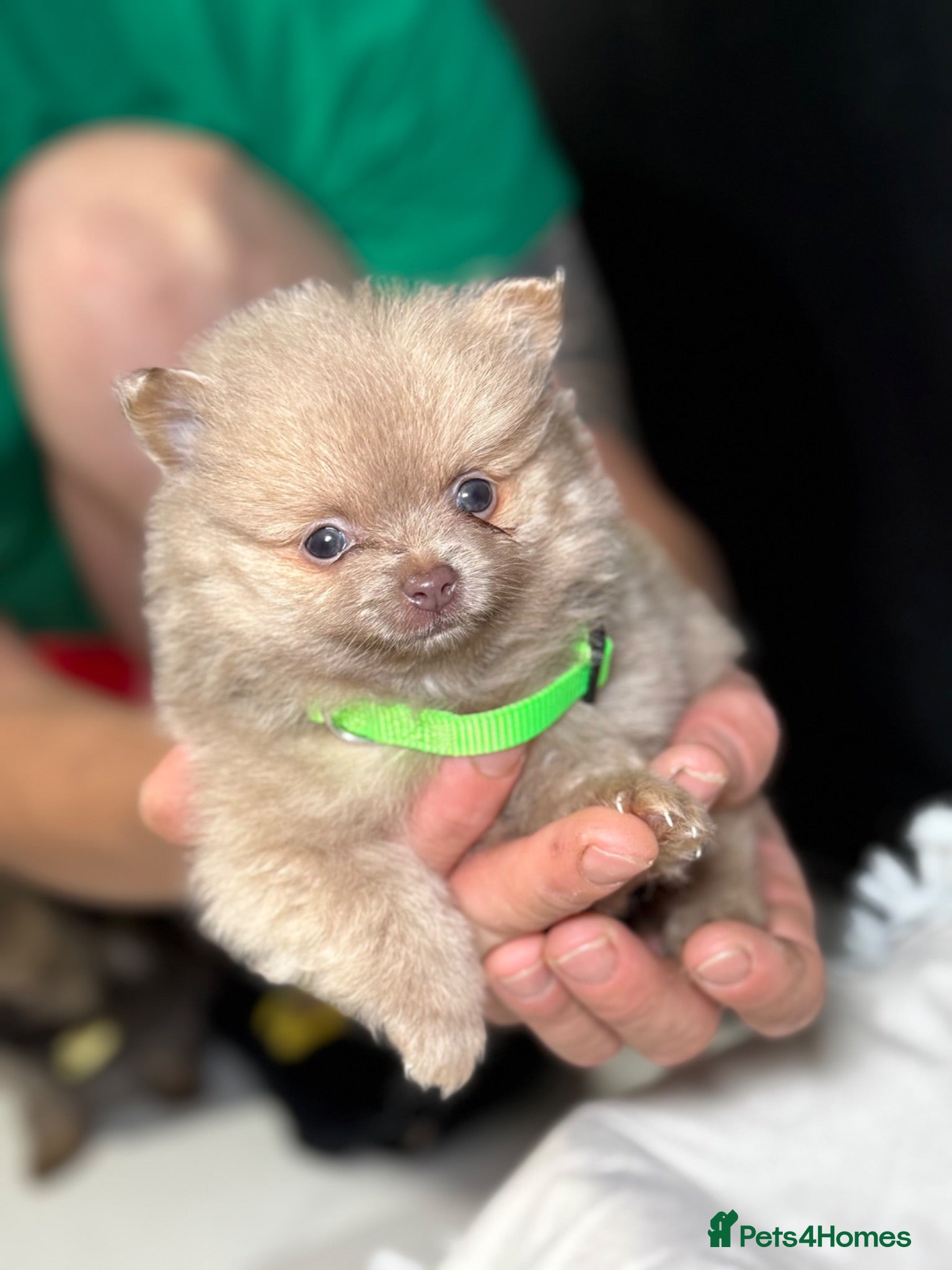 Pomeranian dogs Pomeranian puppies  - Advert 2