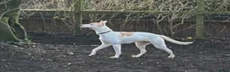 Lurcher dogs for adoption: SKYE - female lurcher in RESCUE - Advert 6