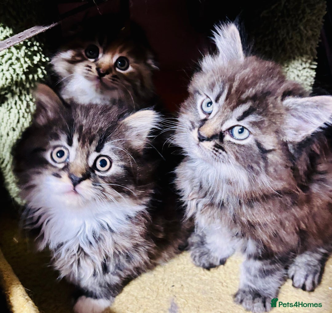 Scottish Fold cats for sale: Scotich fold long hair  - Image 4