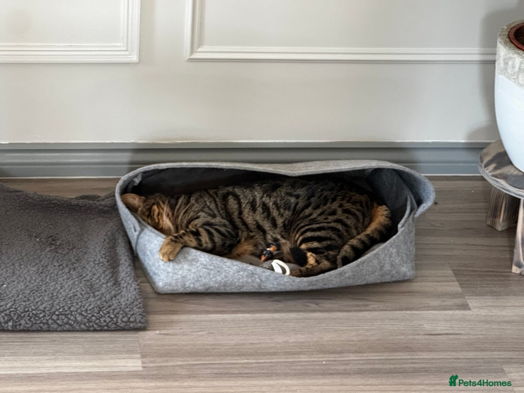 Bengal cats for sale: Bengal mix cat - Image 2