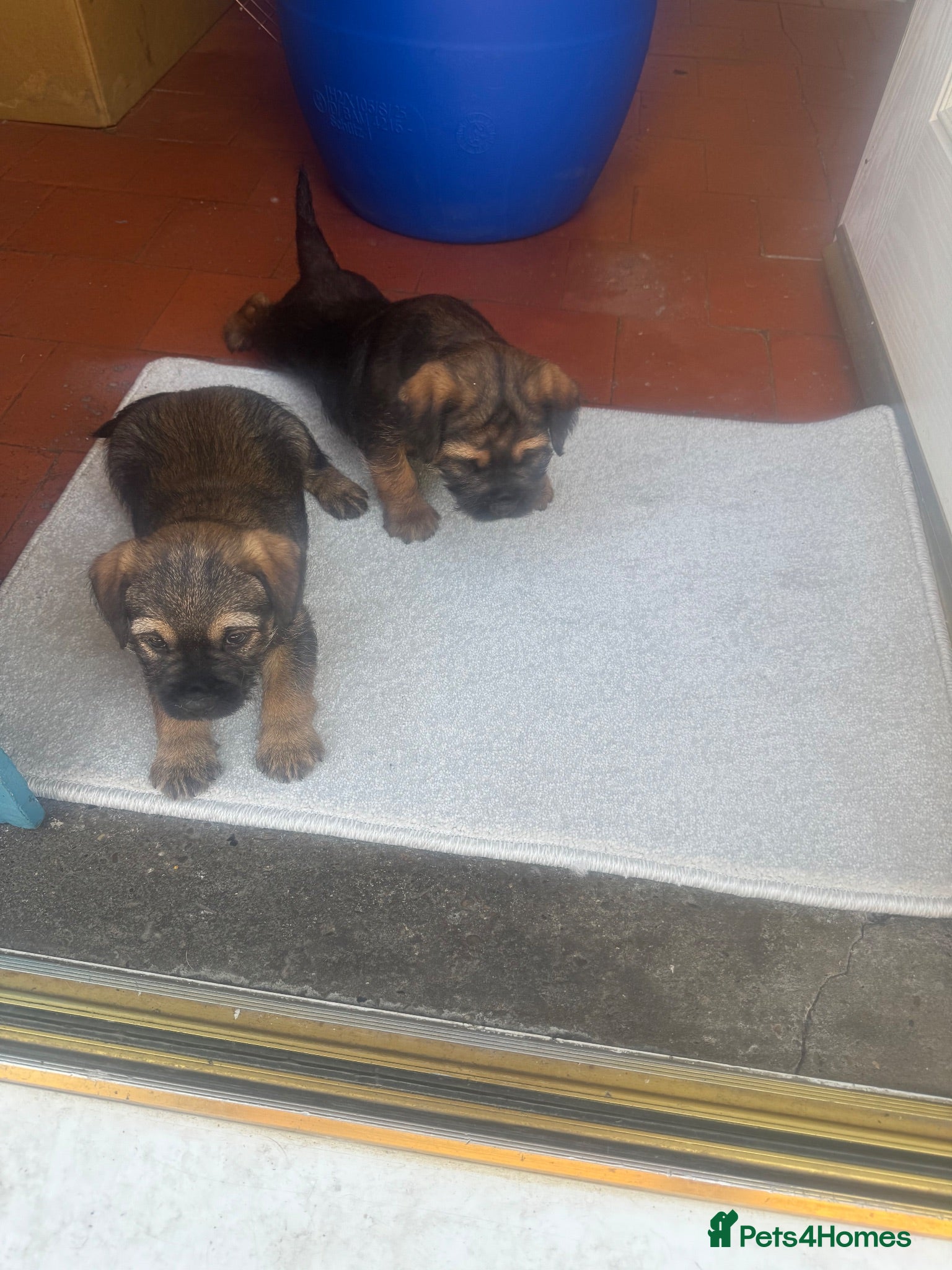 Border Terrier dogs Border terrier male puppies  - Advert 1
