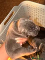 Cane Corso Puppy 4