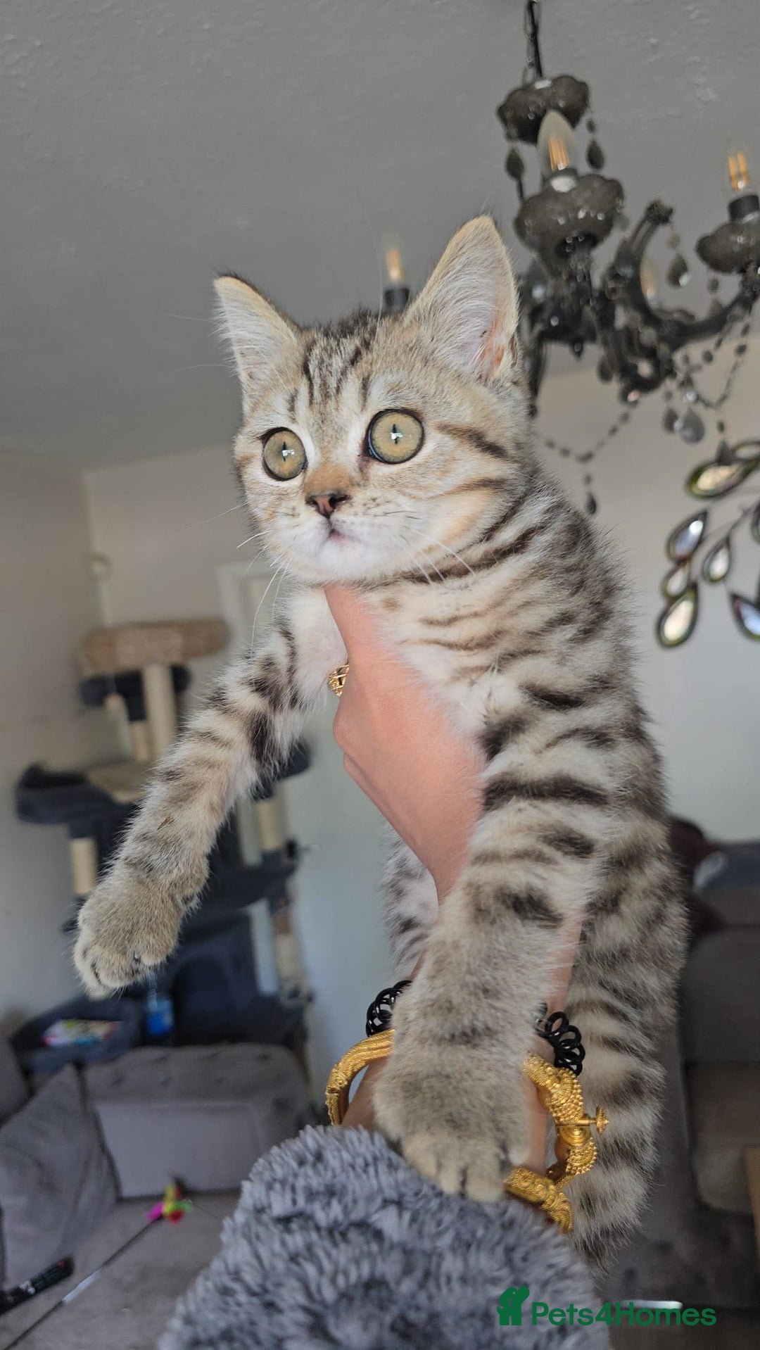 British Shorthair cats for sale: 3 Beautiful kittens available - Advert 8