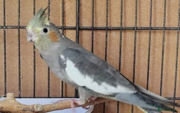 Cockatiels birds for sale: Cockatiels and Kakariki - Image 8