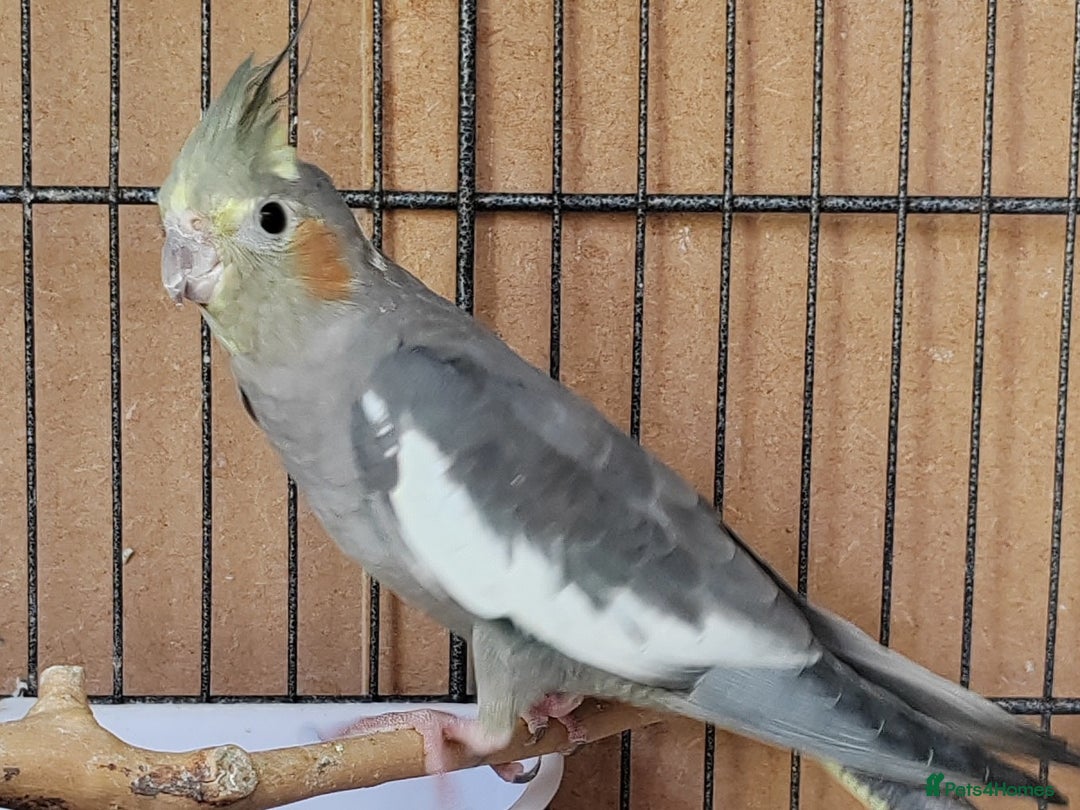 Cockatiels birds for sale: Cockatiels and Kakariki - Image 8