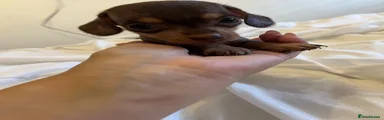 Hairless female 