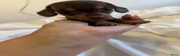 Mixed Breed dogs for sale: Beautiful little crestdoxies!  - Advert 10