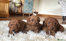 Miniature Poodle dogs for sale: Red KC registered miniature poodles  - Image 1