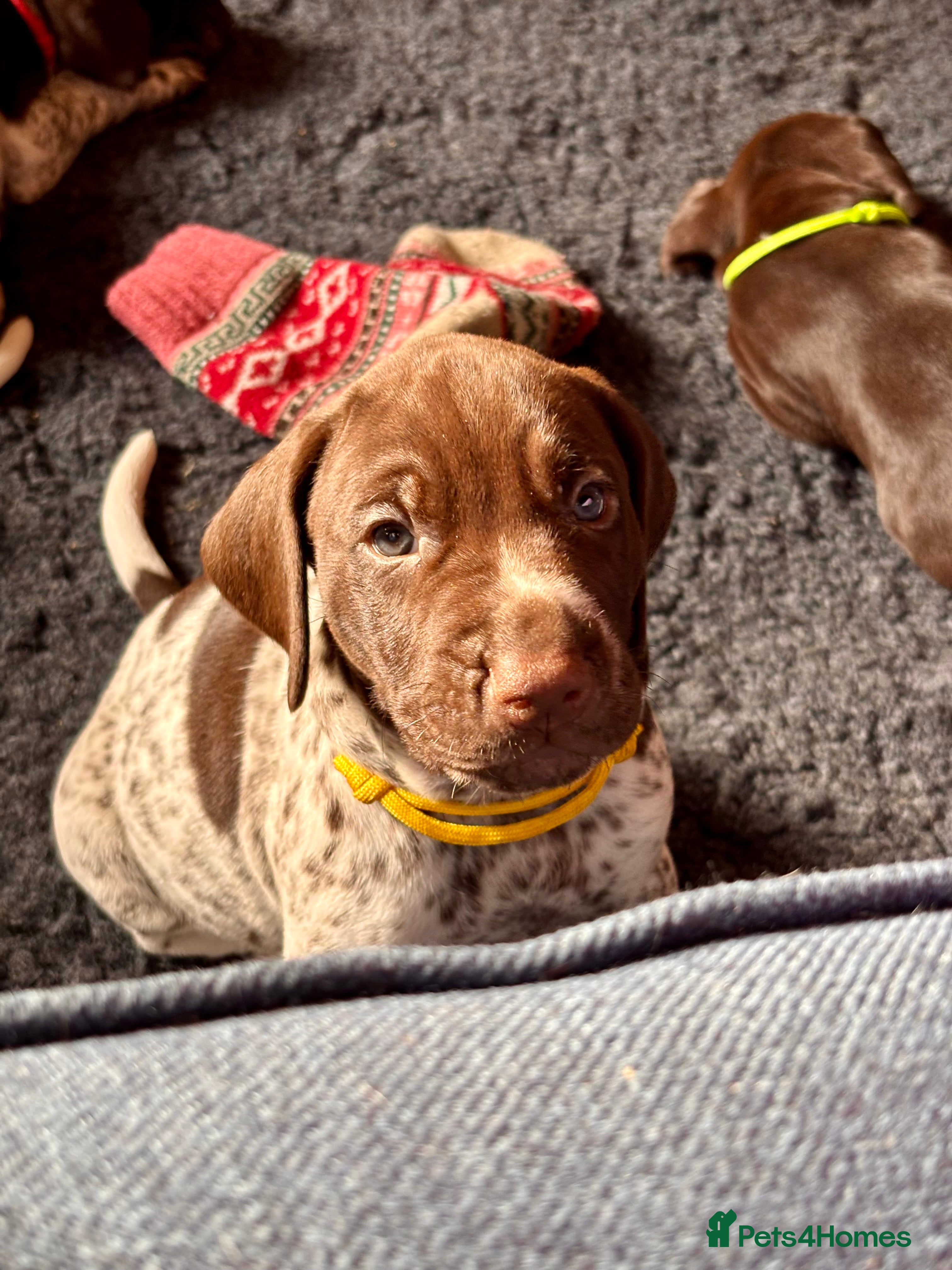 German Shorthaired Pointer dogs Beautiful KC registered GSP pups.   - Advert 2