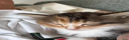 Mixed Breed cats for sale: Female Kitten  in Northampton - Advert 2