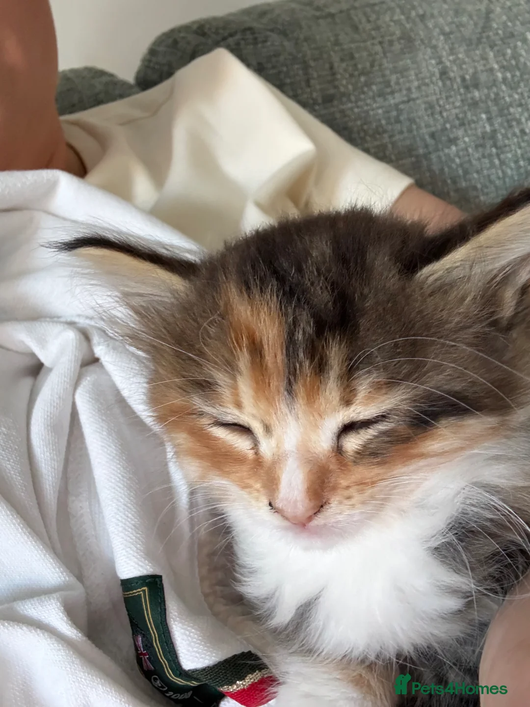 Mixed Breed cats for sale: Female Kitten  in Northampton - Advert 2