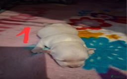 Mixed Breed dogs for sale: Beautiful Maltipoo Puppies 💙 - Image 7