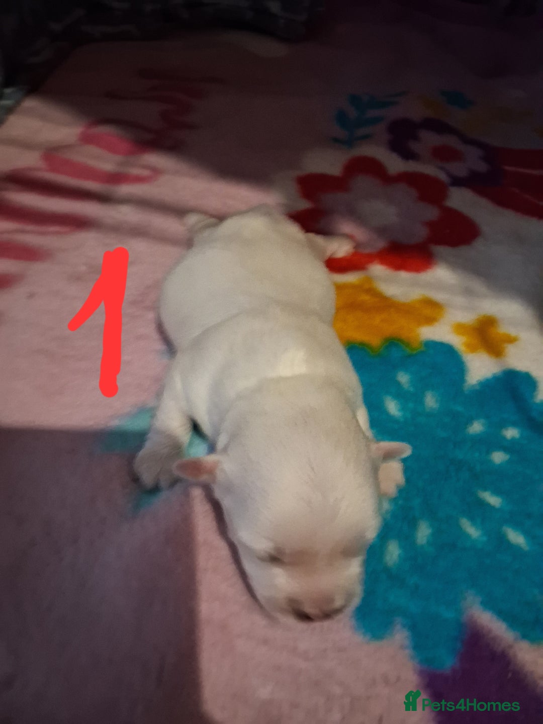 Mixed Breed dogs for sale: Beautiful Maltipoo Puppies 💙 - Image 7