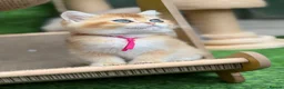 British Shorthair cats for sale: British Sh/Longhair golden kittens GCCF  - Advert 21