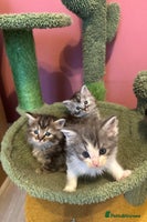 Mixed Breed cats - Advert 5