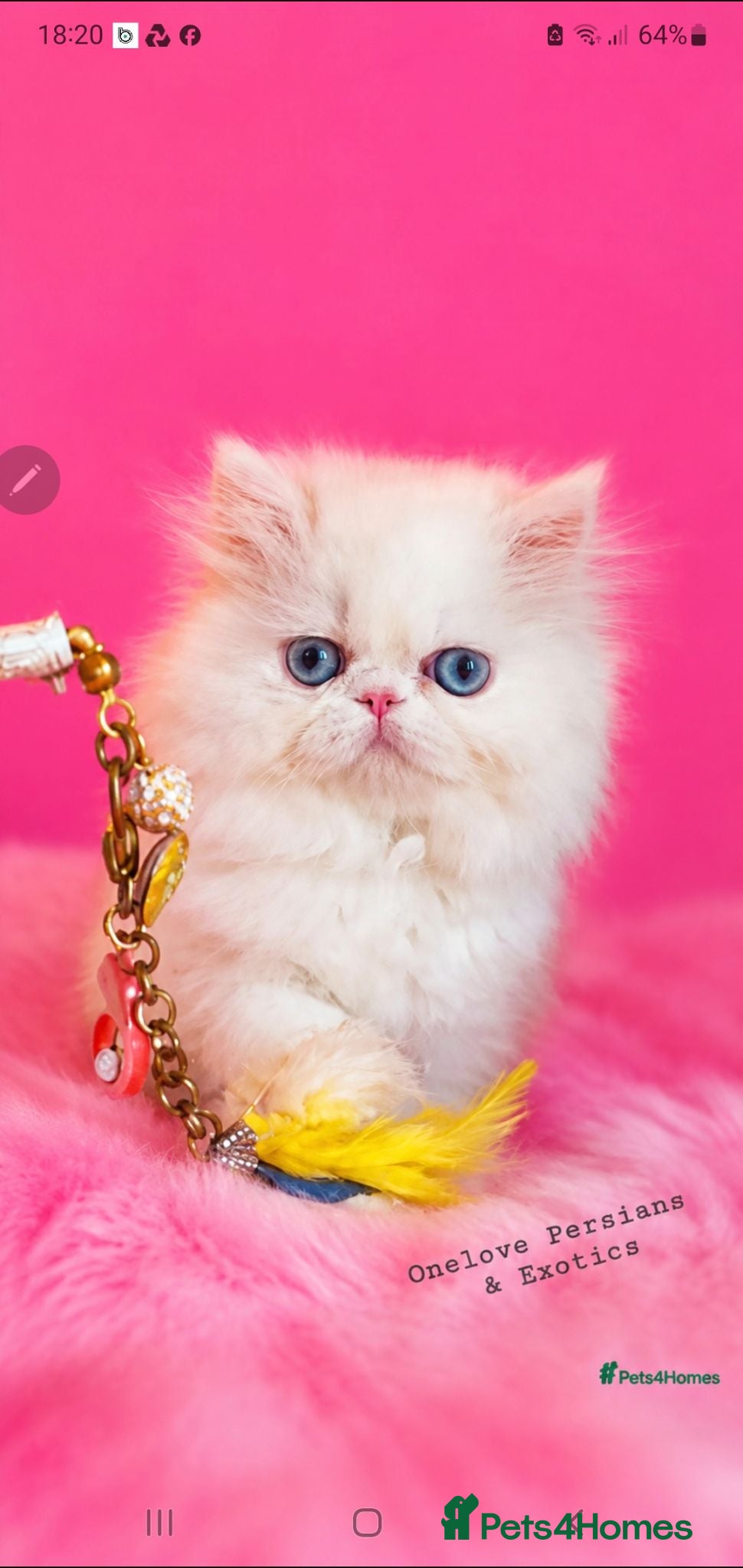 Persian cats 🎀🎀 GCCF Persian Kitten 🎀🎀 - Advert 5