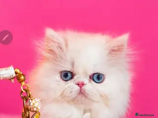 Persian cats ๐๐ GCCF Persian Kitten ๐๐ - Advert 5