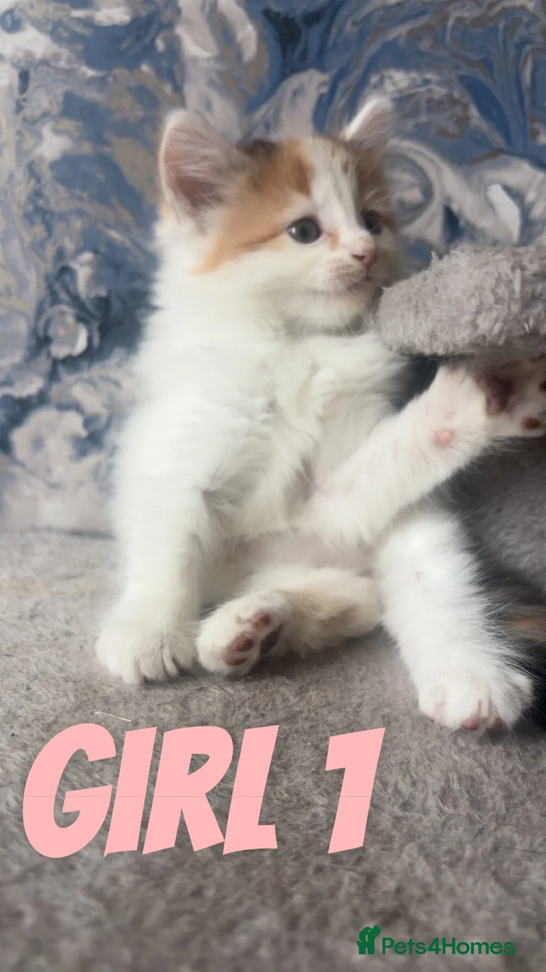 Domestic Shorthair cats for sale: kittens in Scunthorpe - Advert 2