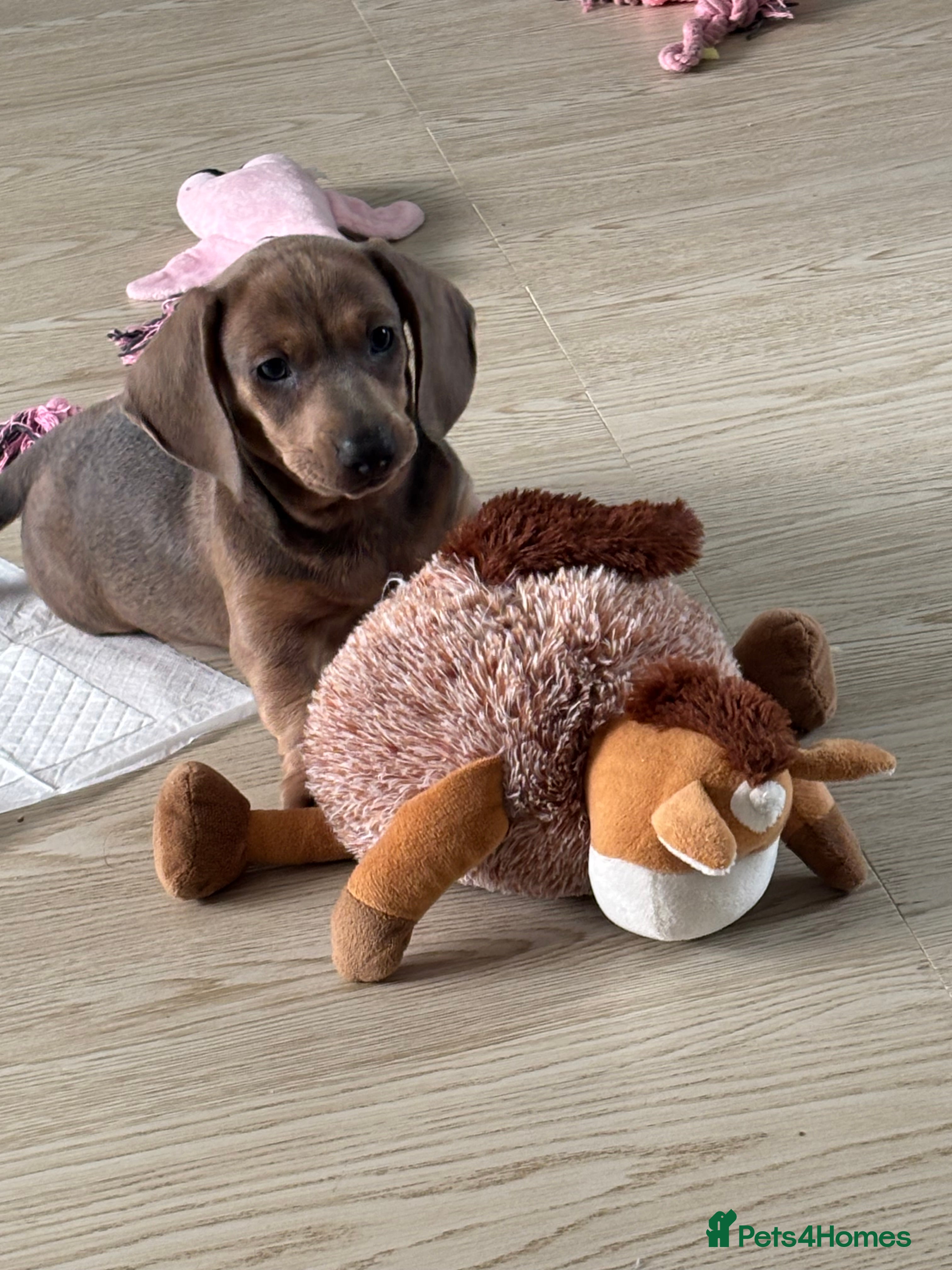 Dachshund dogs 1 beautiful Dacshund puppy left  boy - Advert 13