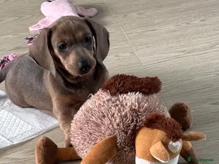 Dachshund dogs 1 beautiful Dacshund puppy left boy - Advert 13