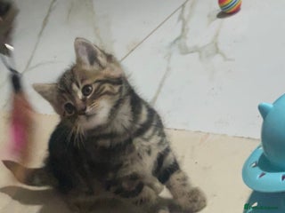 Domestic Shorthair cats 1 Female Tabby Kitten & 1 Black Tuxedo Male Kitten - Advert 1