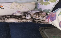 Mixed Breed cats for sale: Chinchilla Persian cross kittens  - Image 5