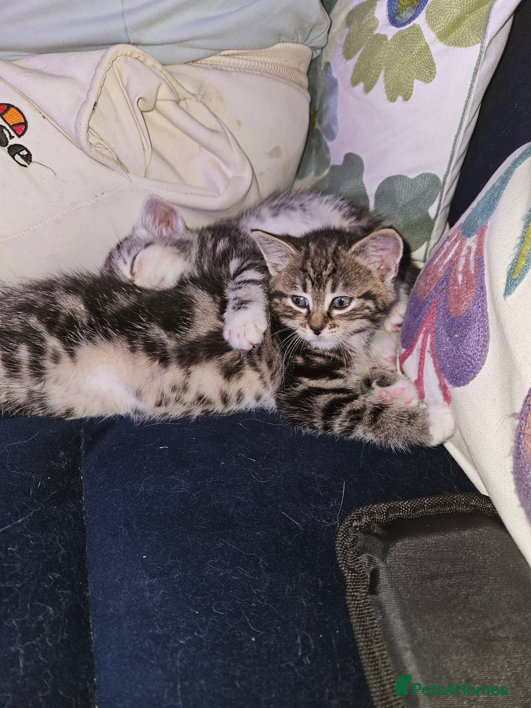 Mixed Breed cats for sale: Chinchilla Persian cross kittens  - Image 5