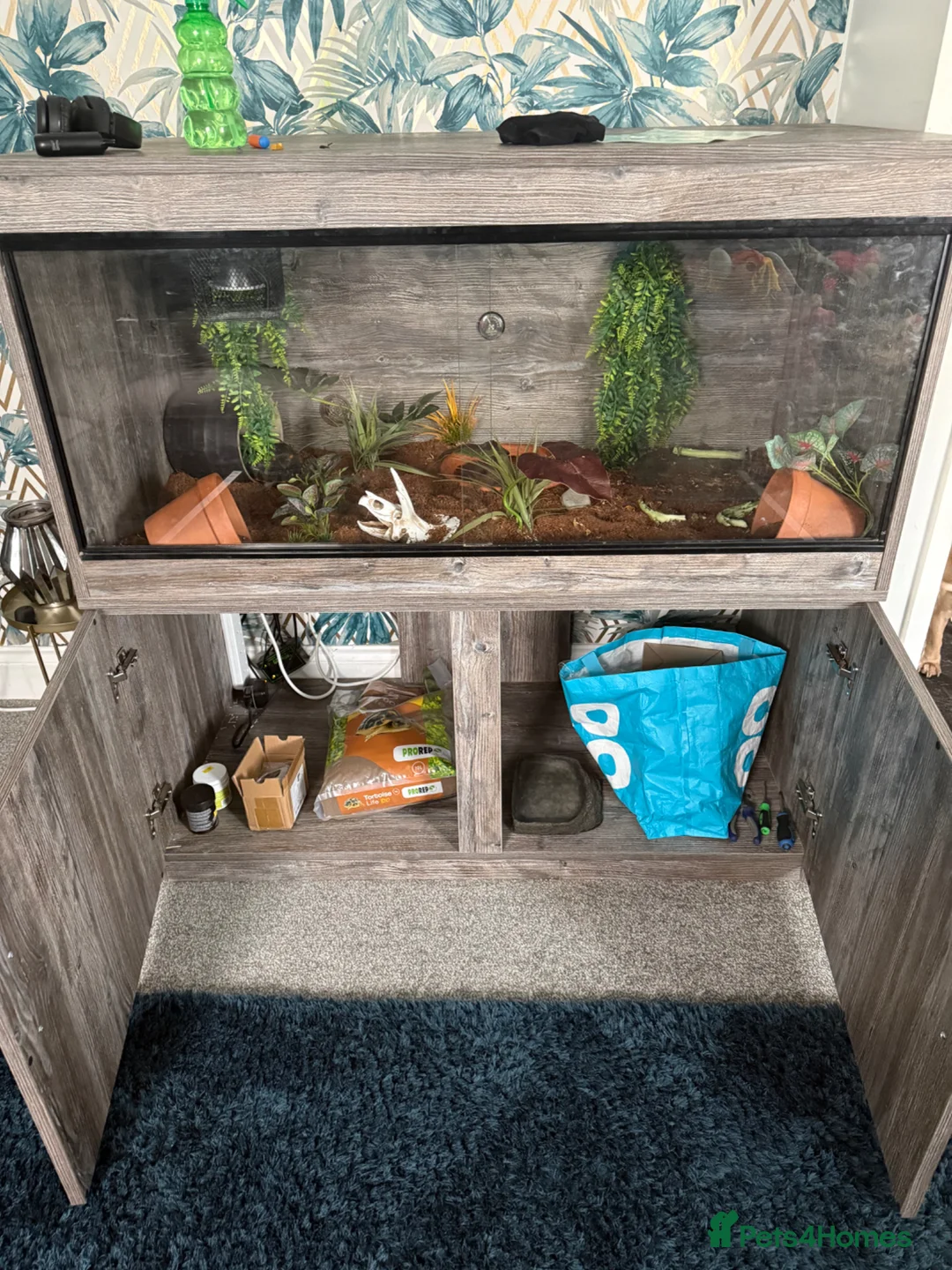 Tortoise reptiles for sale: Red-footed tortoise  in Plymouth - Advert 5