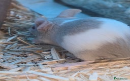 Mouse rodents for sale: Over 50 baby mice all colours available  - Image 2