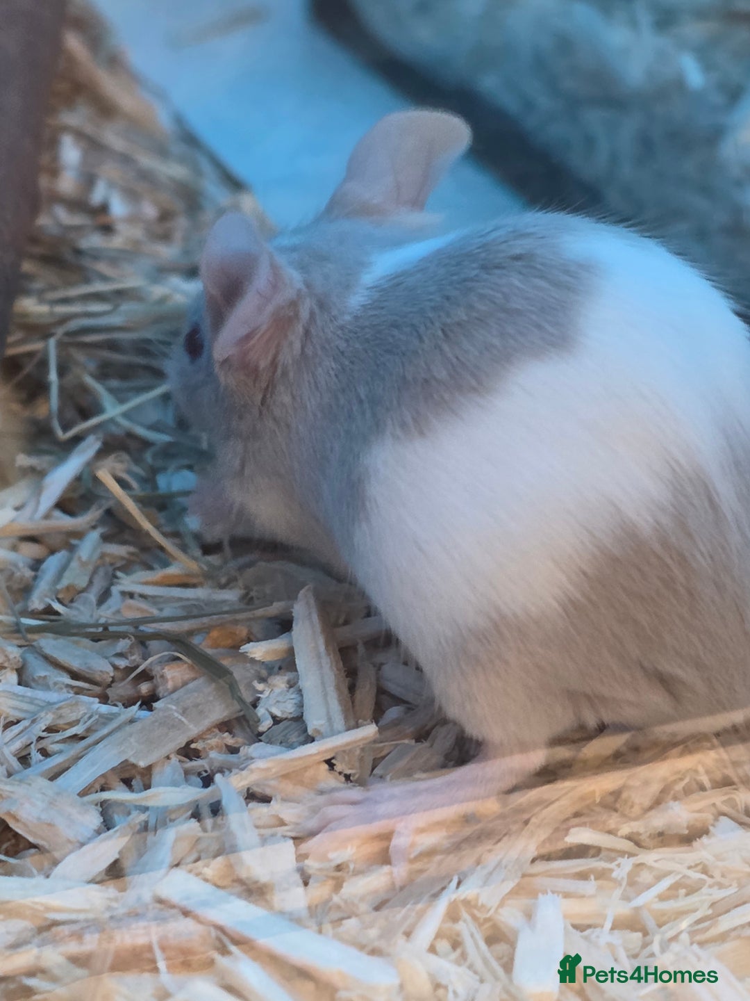 Mouse rodents for sale: Over 50 baby mice all colours available  - Image 2