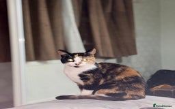 Domestic Shorthair cats for sale: Two 1 year old female cats  - Image 2