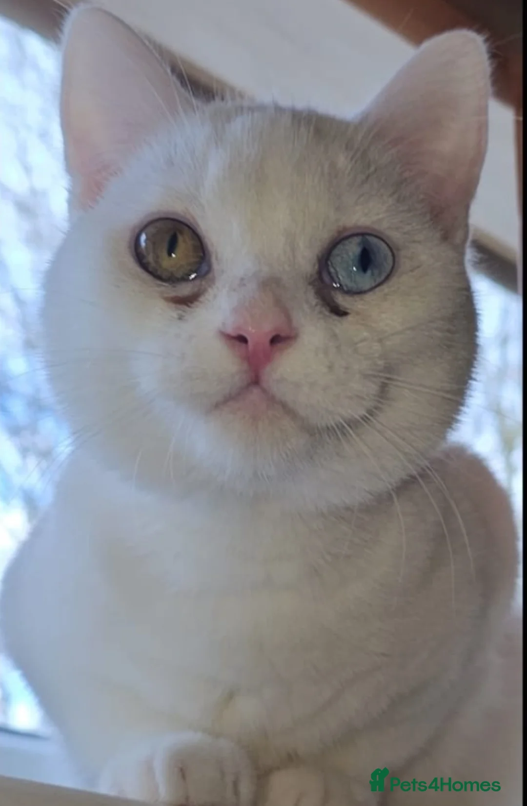 Mixed Breed cats for adoption: Special Nova needs a special indoor home - Advert 2