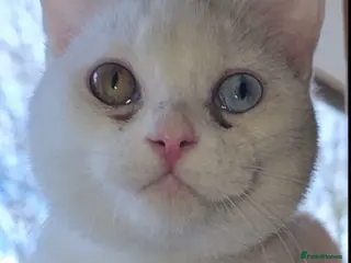 Mixed Breed cats Special Nova needs a special indoor home - Advert 1