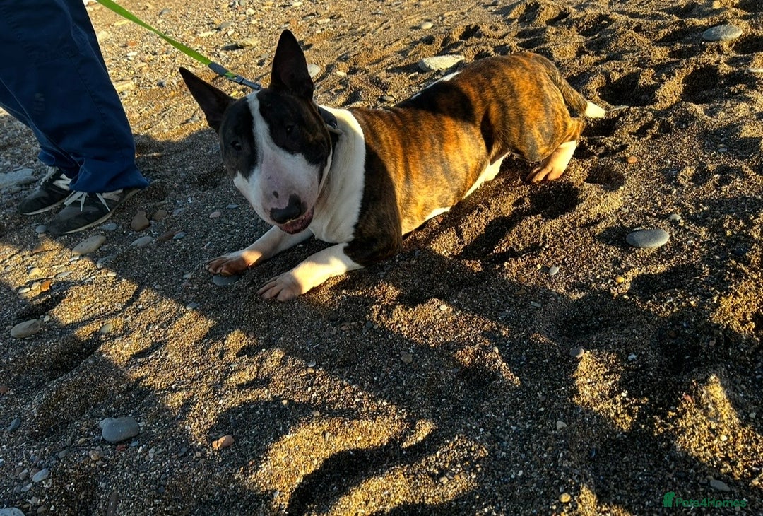 English Bull Terrier dogs for sale: Beautiful Bull Terrier looking for a new home  - Image 2