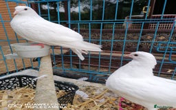 Doves birds for sale: 2 doves - Image 1