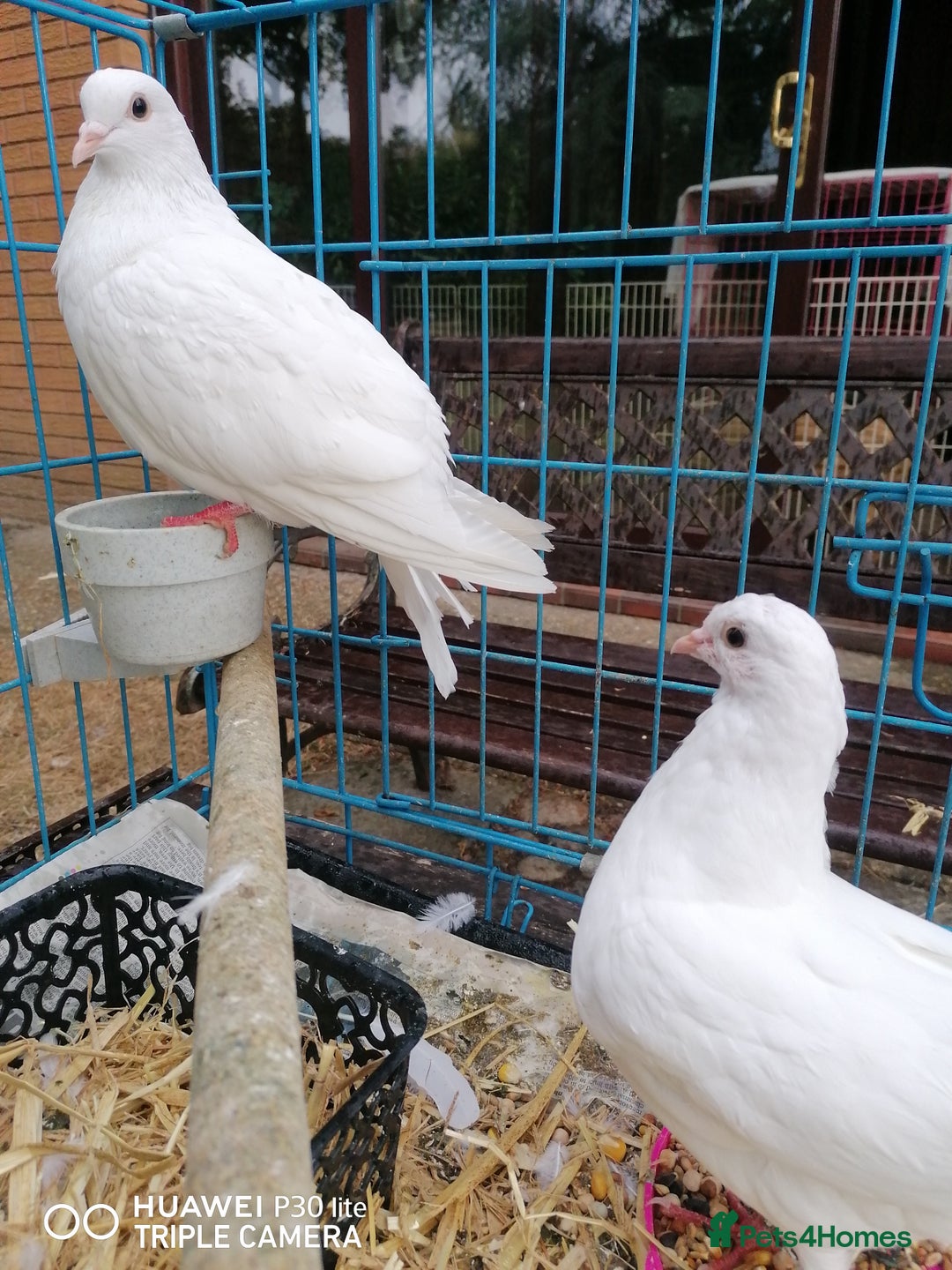 Doves birds for sale: 2 doves - Image 1