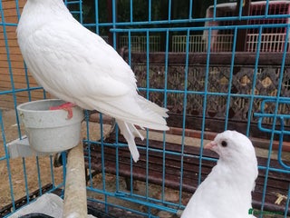 Doves birds - Advert 2