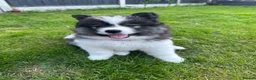 Mixed Breed dogs for sale: Beautiful Samoyed/Siberian Husky puppies💞 - Advert 11